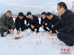 专家田间 “把脉” 春耕 科技